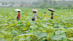 仲夏荷塘 本报记者 冷文浩 摄